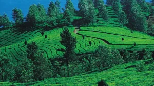 Spice Plantation Tours and Local Food Experiences