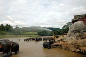 Wildlife Sanctuaries and Waterfalls in Goa